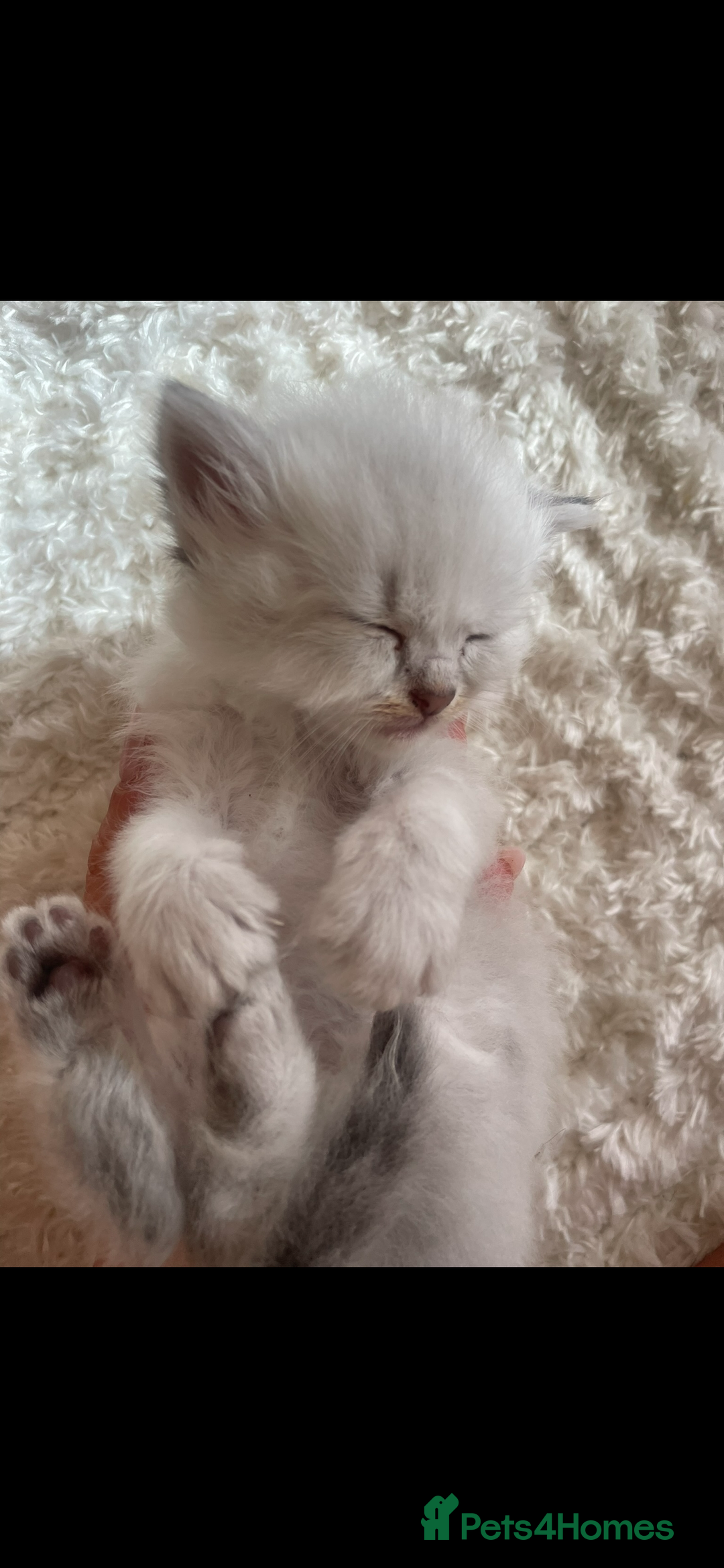 Siberian cats for sale: Siberian Neva masquerade kittens  - Image 13