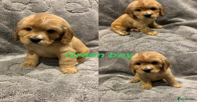 Cocker Spaniel dogs - Advert 2