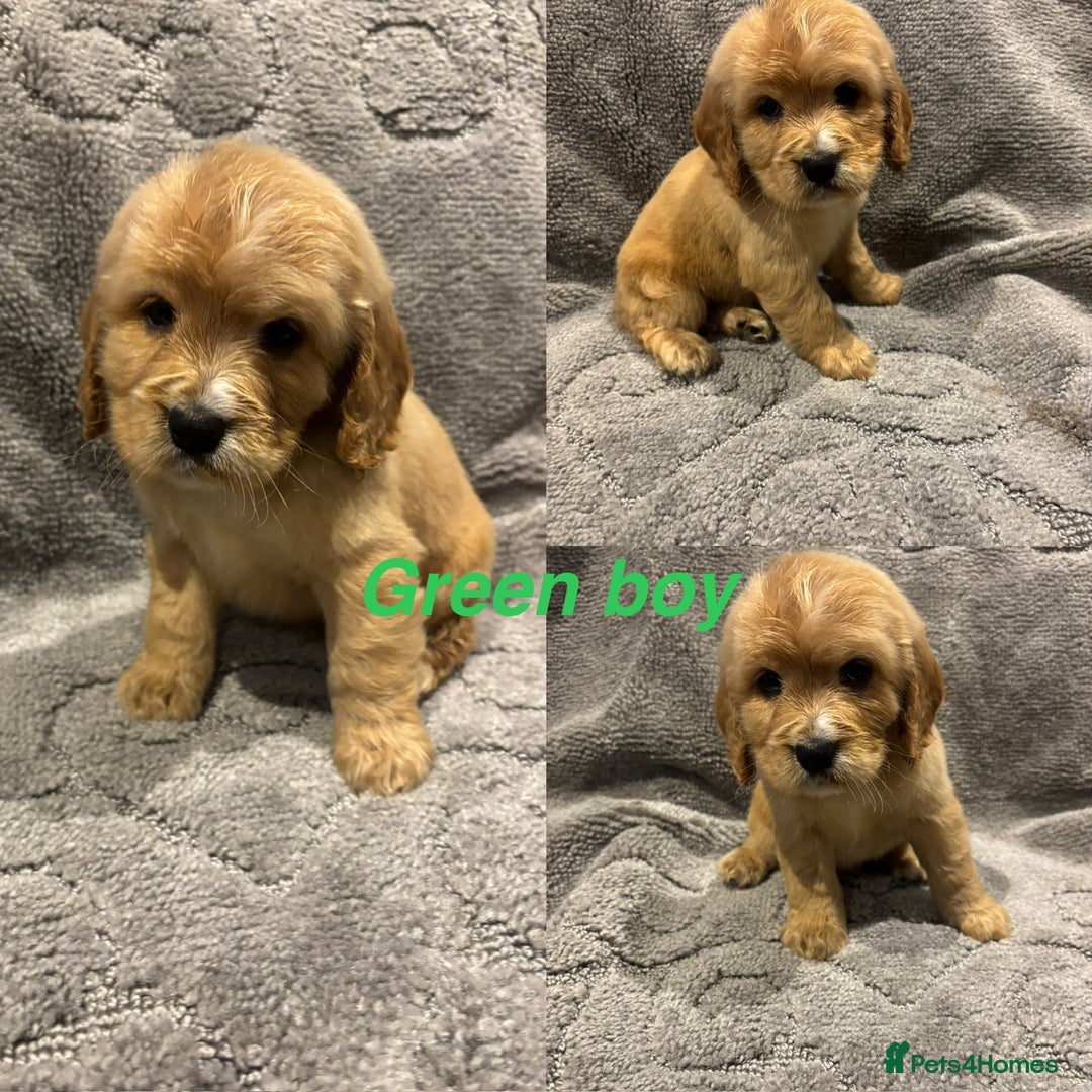 Cocker Spaniel dogs for sale: Cocker spaniel puppys READY SOON - Image 2