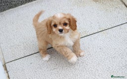 Cavapoo dogs for sale: F1 Cavapoo puppies for sale - Image 32