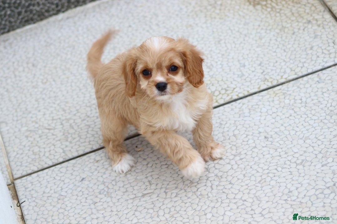 Cavapoo dogs for sale: F1 Cavapoo puppies for sale - Image 32