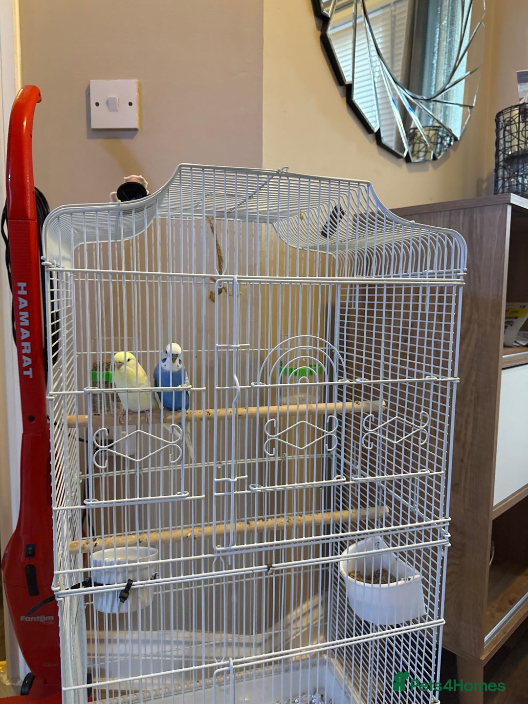 Budgerigars birds for sale: Two budgies for sale  - Image 4