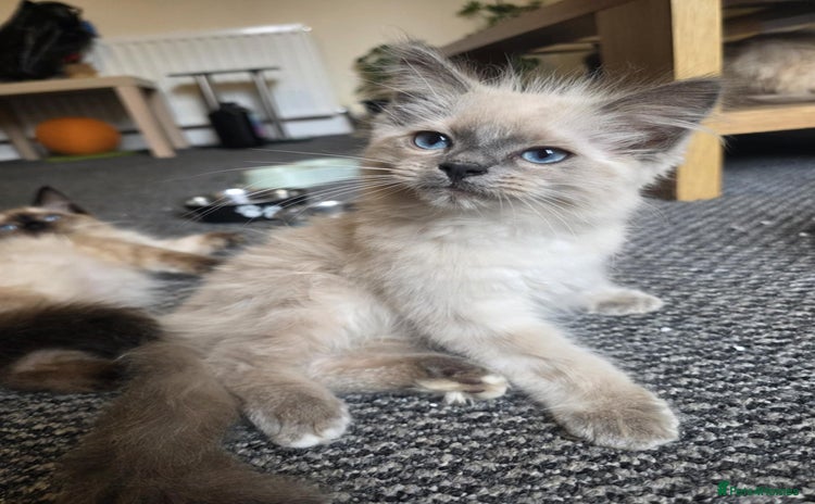 Ragdoll cats - Advert 3