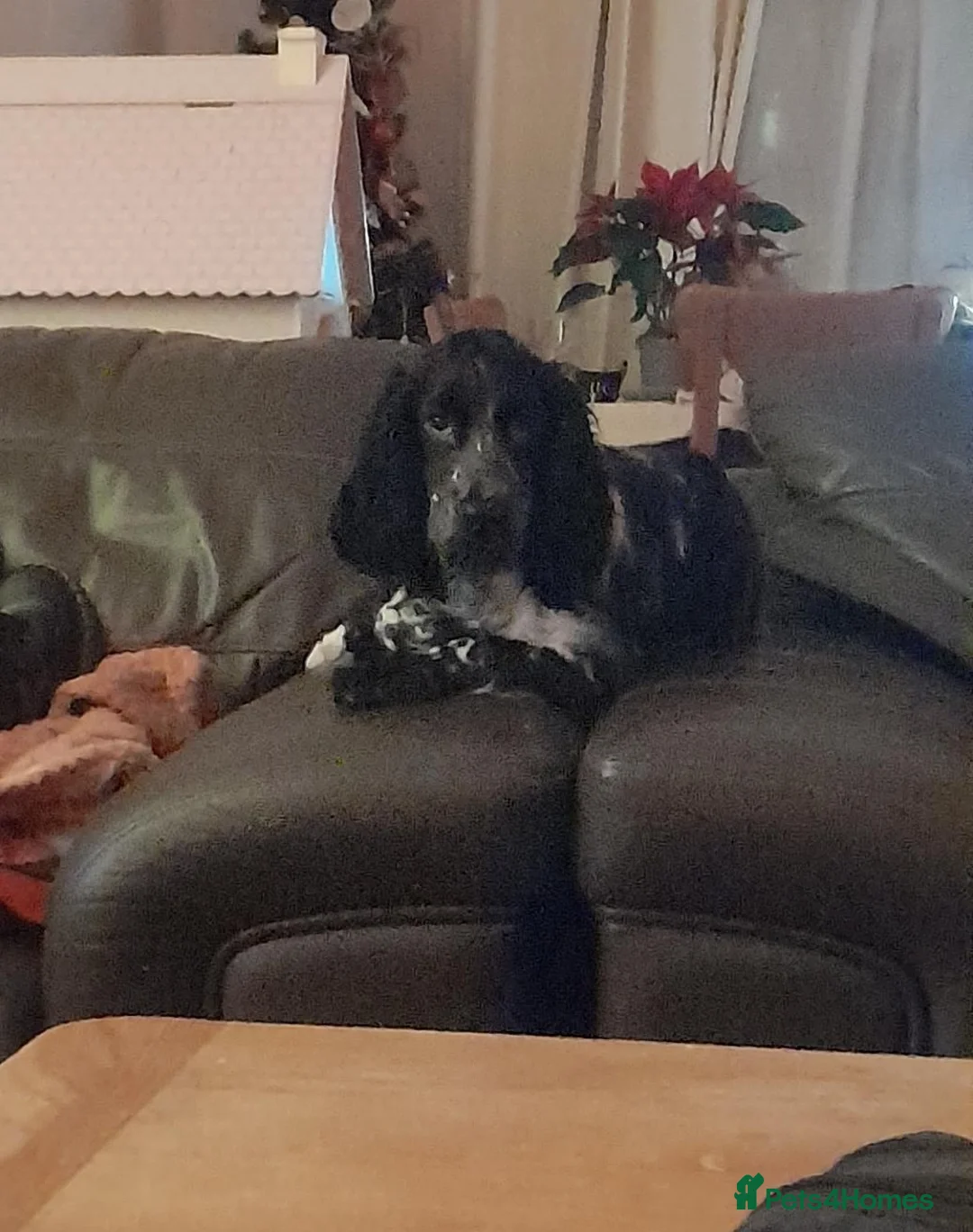 Cocker Spaniel dogs for sale: Show cocker spaniel  in Neath - Advert 1