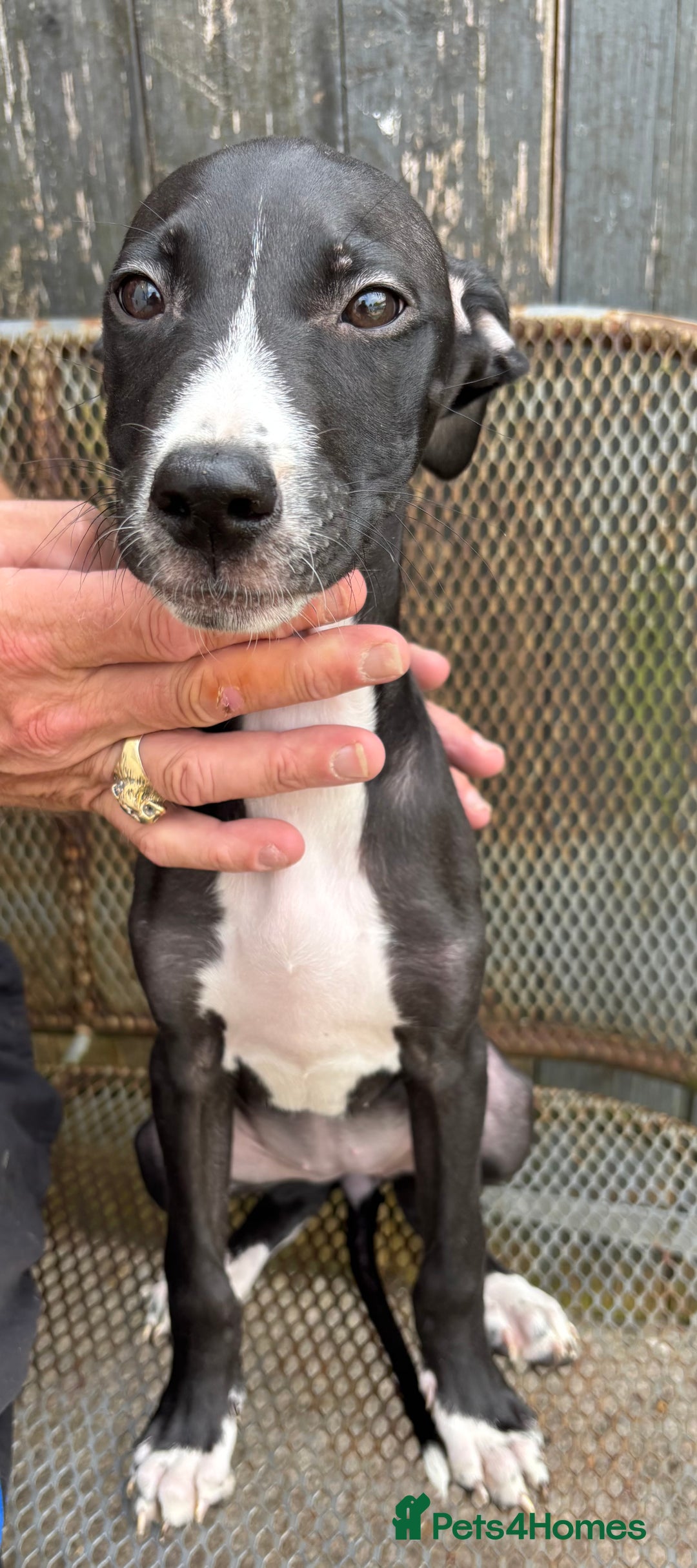 Lurcher dogs for sale: Lurcher - Image 6