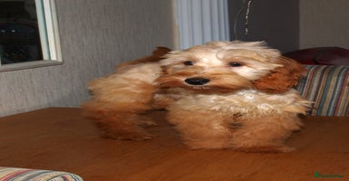Cockapoo dogs - Advert 1