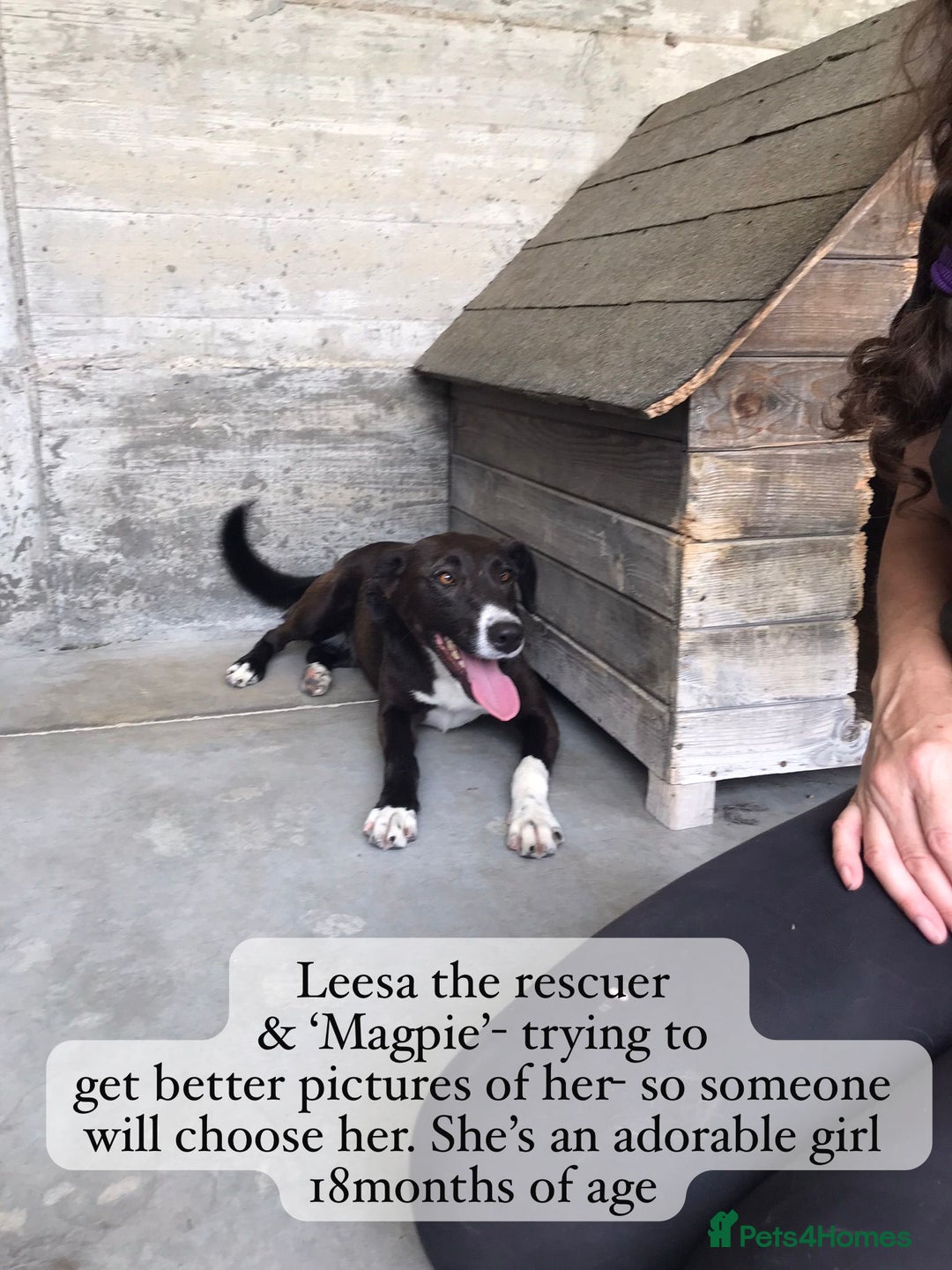 Mixed Breed dogs for adoption: Magpie- beautiful 1 year old- Reserved stc. in Brixham - Image 25