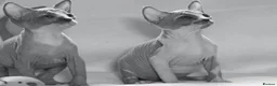 Sphynx cats for sale: Sphynx Kittens   - Advert 9