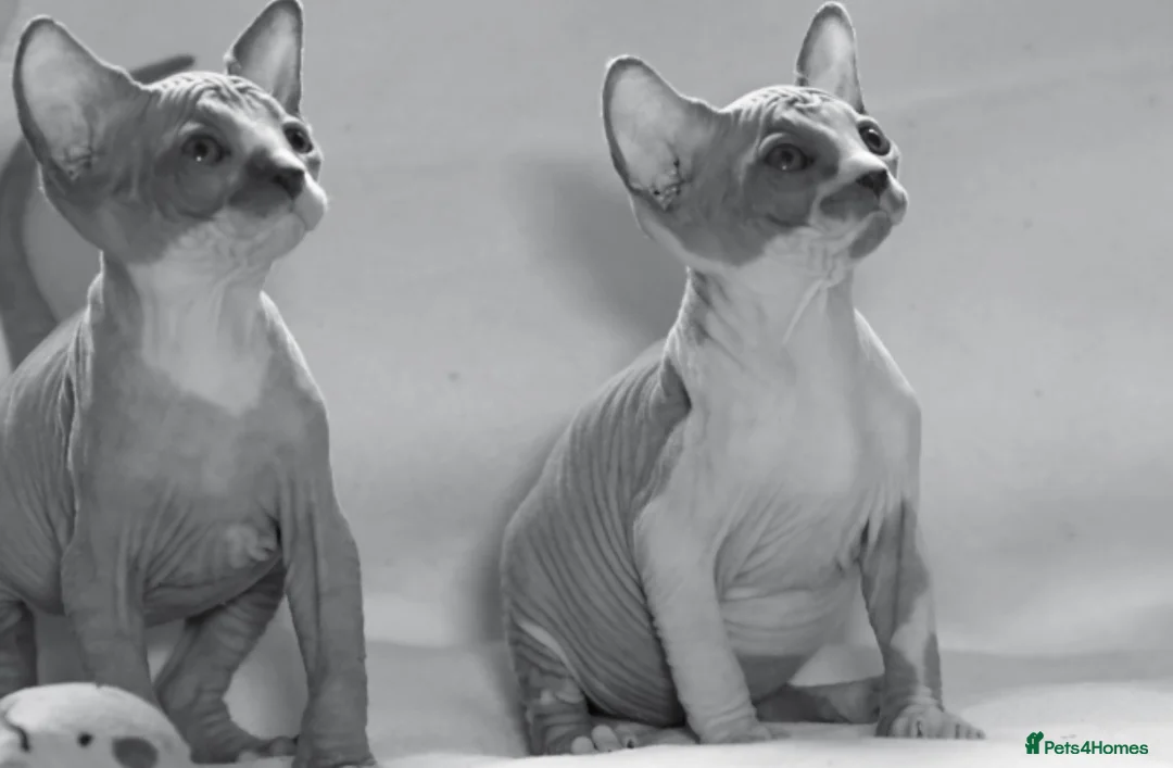Sphynx cats for sale: Sphynx Kittens   - Advert 9