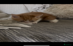 Mixed Breed cats for sale: Beautiful ginger and calico kittens - Image 2