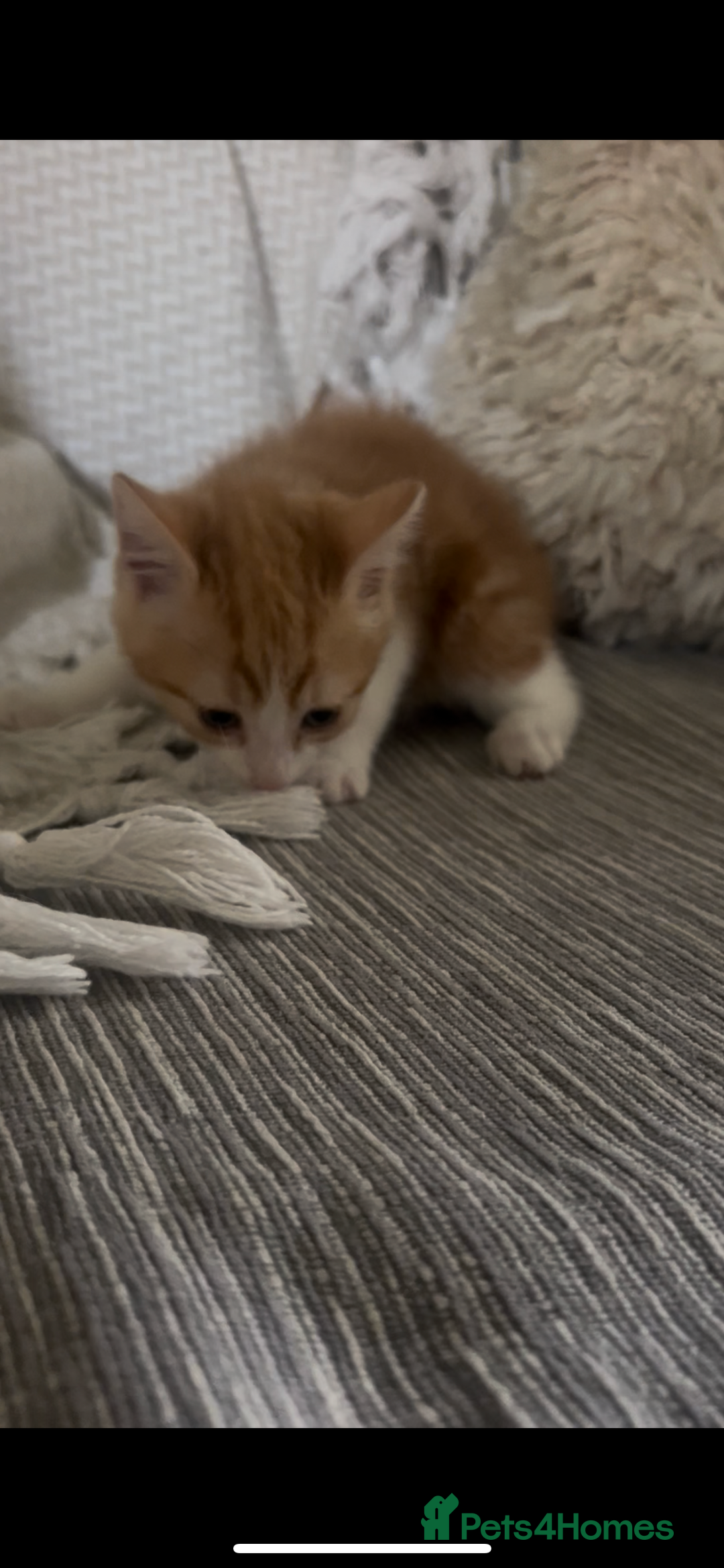 Mixed Breed cats for sale: Beautiful ginger and calico kittens - Image 2
