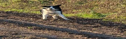 Border Collie dogs for sale: Bryn isds reg  - Advert 1