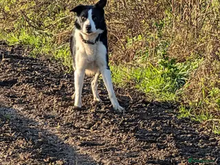 Border Collie dogs Bryn isds reg - Advert 7