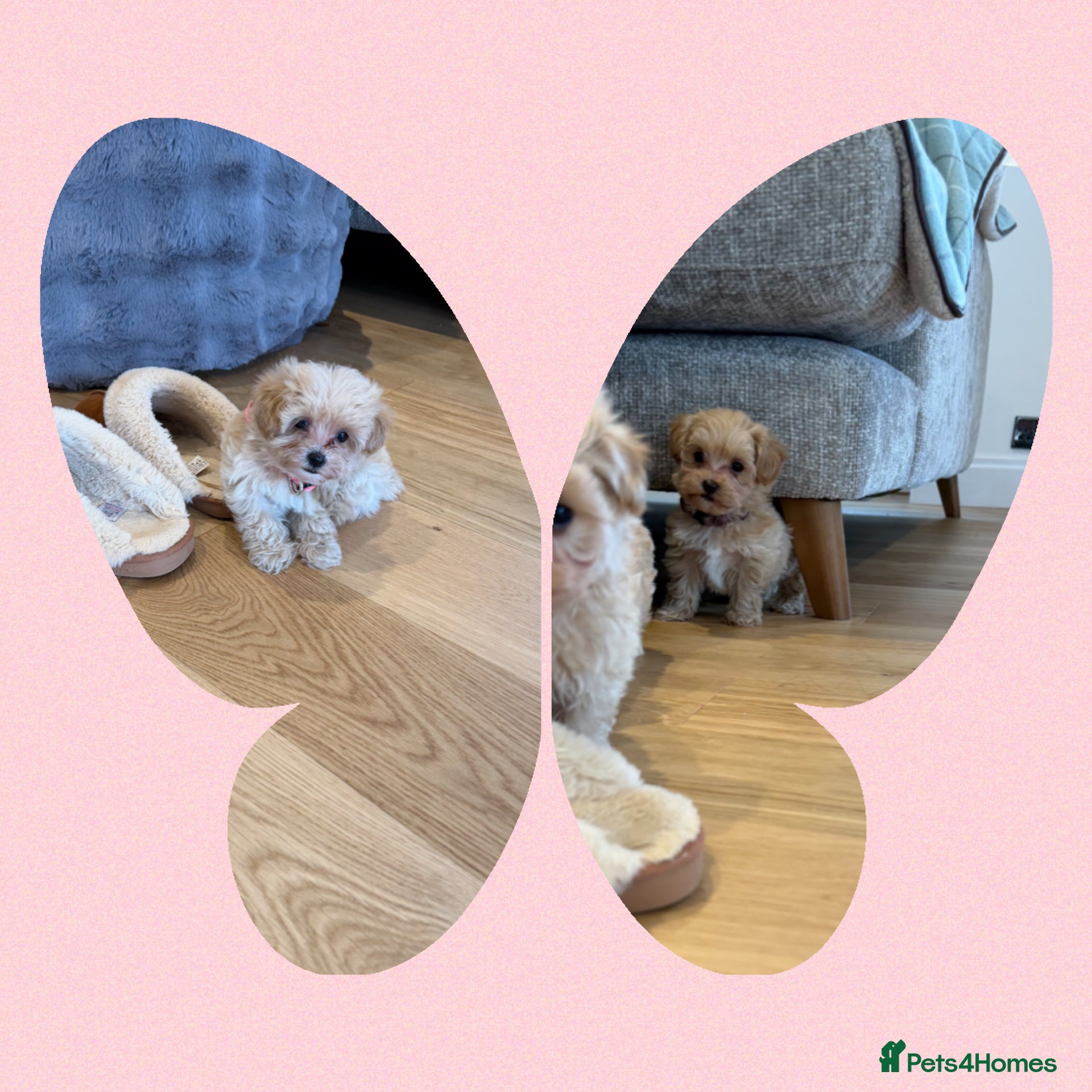 Maltipoo dogs F1 Maltipoo Puppies  - Advert 6