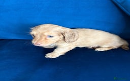 Dachshund dogs for sale: Miniature long haired dachshund pups KC registered - Image 10