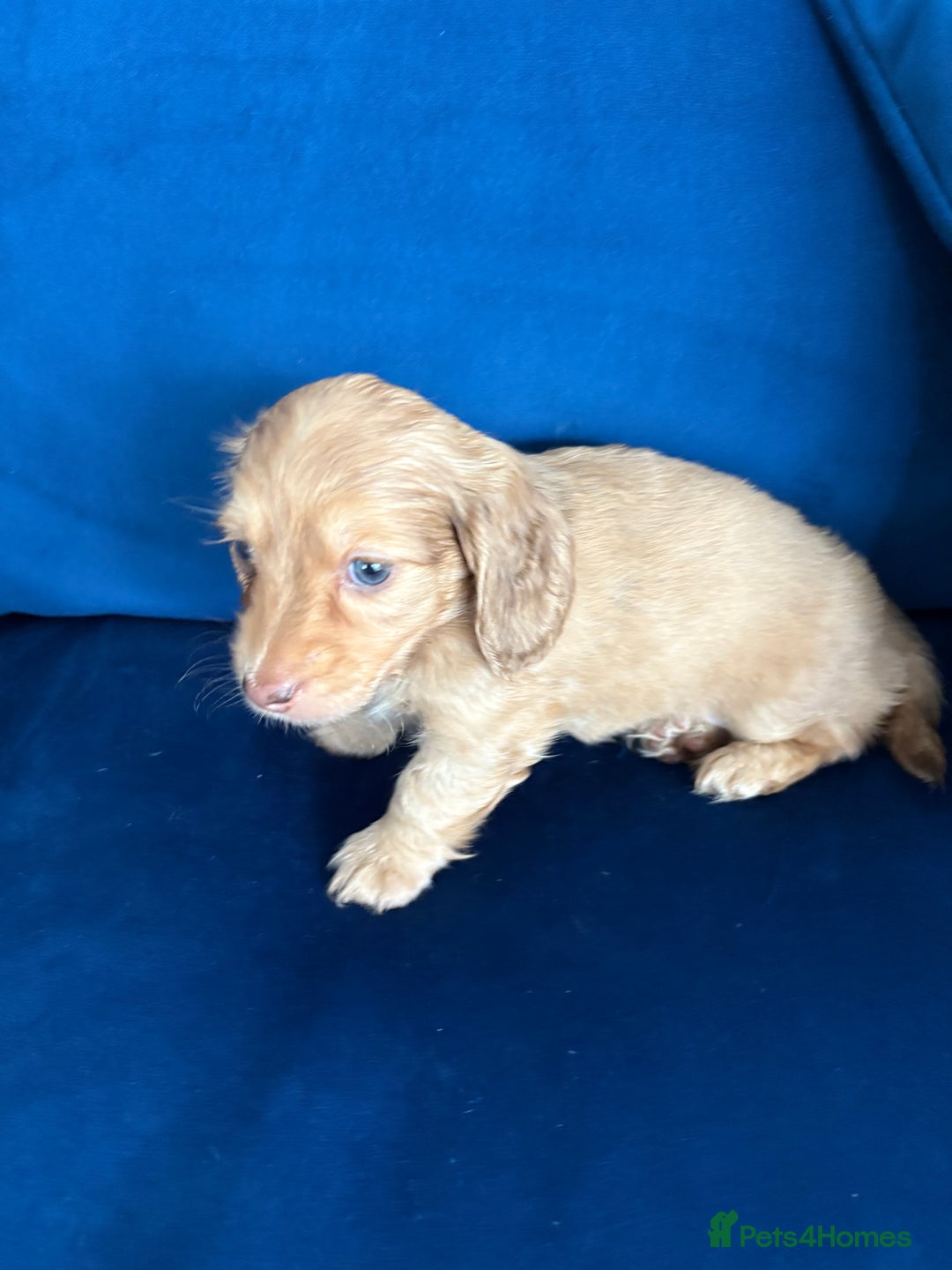 Dachshund dogs for sale: Miniature long haired dachshund pups KC registered - Image 10