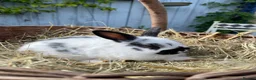 Netherland Dwarf rabbits for sale: 1 Baby Female Rabbit . Ready To Leave Now.  - Advert 3