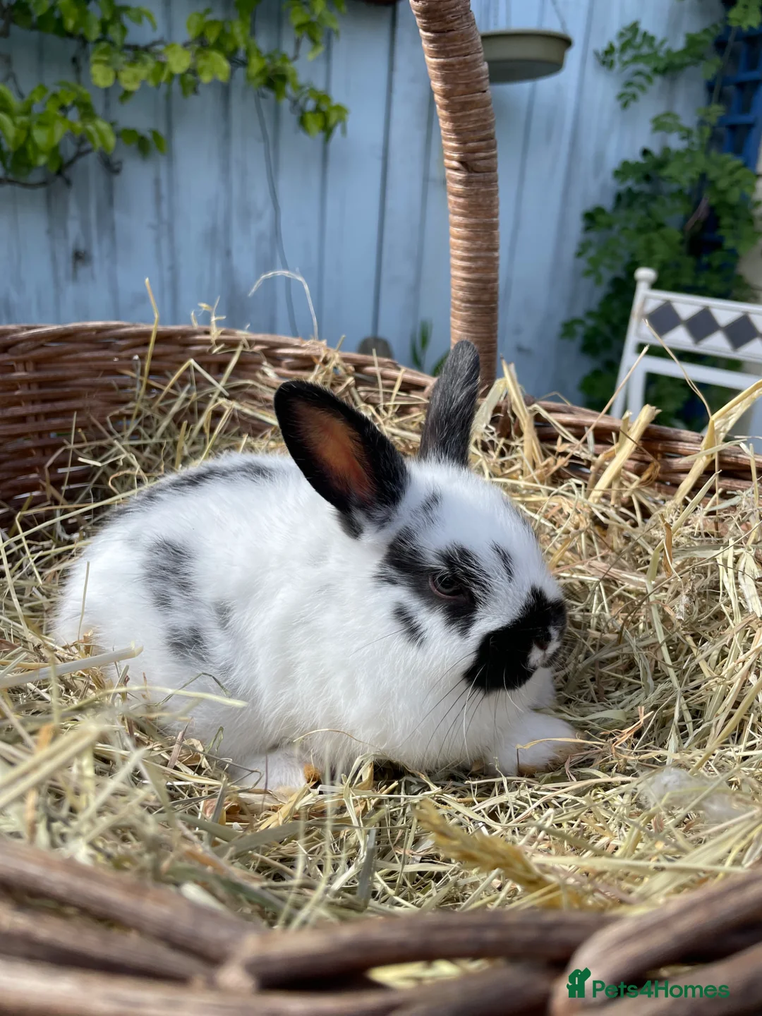 Netherland Dwarf rabbits for sale: 1 Baby Female Rabbit . Ready To Leave Now.  - Advert 3