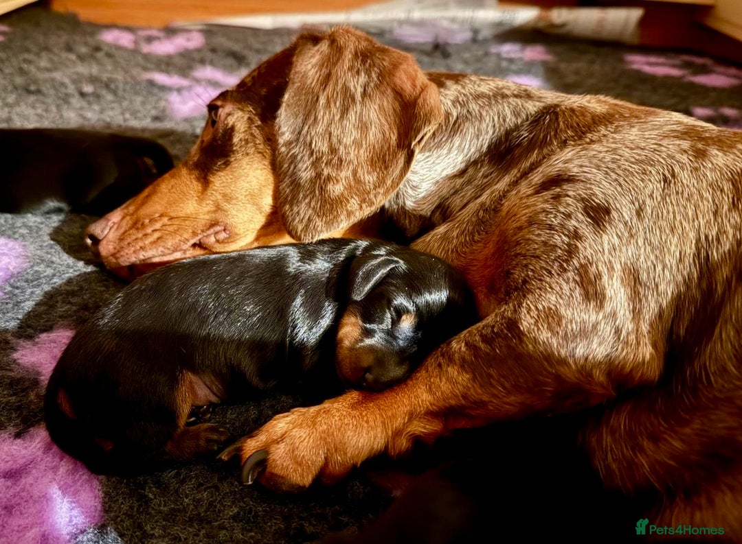 Miniature Dachshund dogs for sale: Beautiful KC Registered Miniature Dachshunds - Image 6