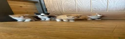 Mixed Breed cats for sale: Healthy Domestic Housecats, Father Unknown - Advert 1