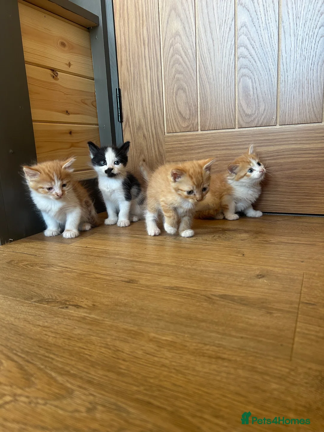 Mixed Breed cats for sale: Healthy Domestic Housecats, Father Unknown - Advert 1