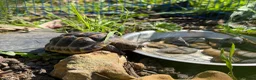 Tortoise reptiles for sale: Spur Thigh Tortoise + Enclosure, Heat Pad & Lamp  - Advert 2