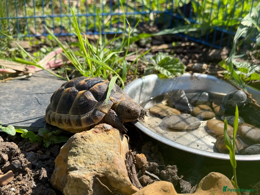 Tortoise reptiles for sale: Spur Thigh Tortoise + Enclosure, Heat Pad & Lamp  - Advert 2