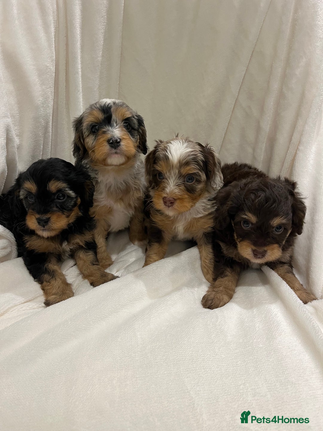 Cavapoo dogs for sale: Rare extensively health tested chocolate cavapoos - Advert 22