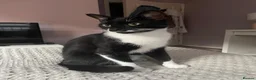 Mixed Breed cats for sale: Gorgeous Tuxedo Male  - Advert 9