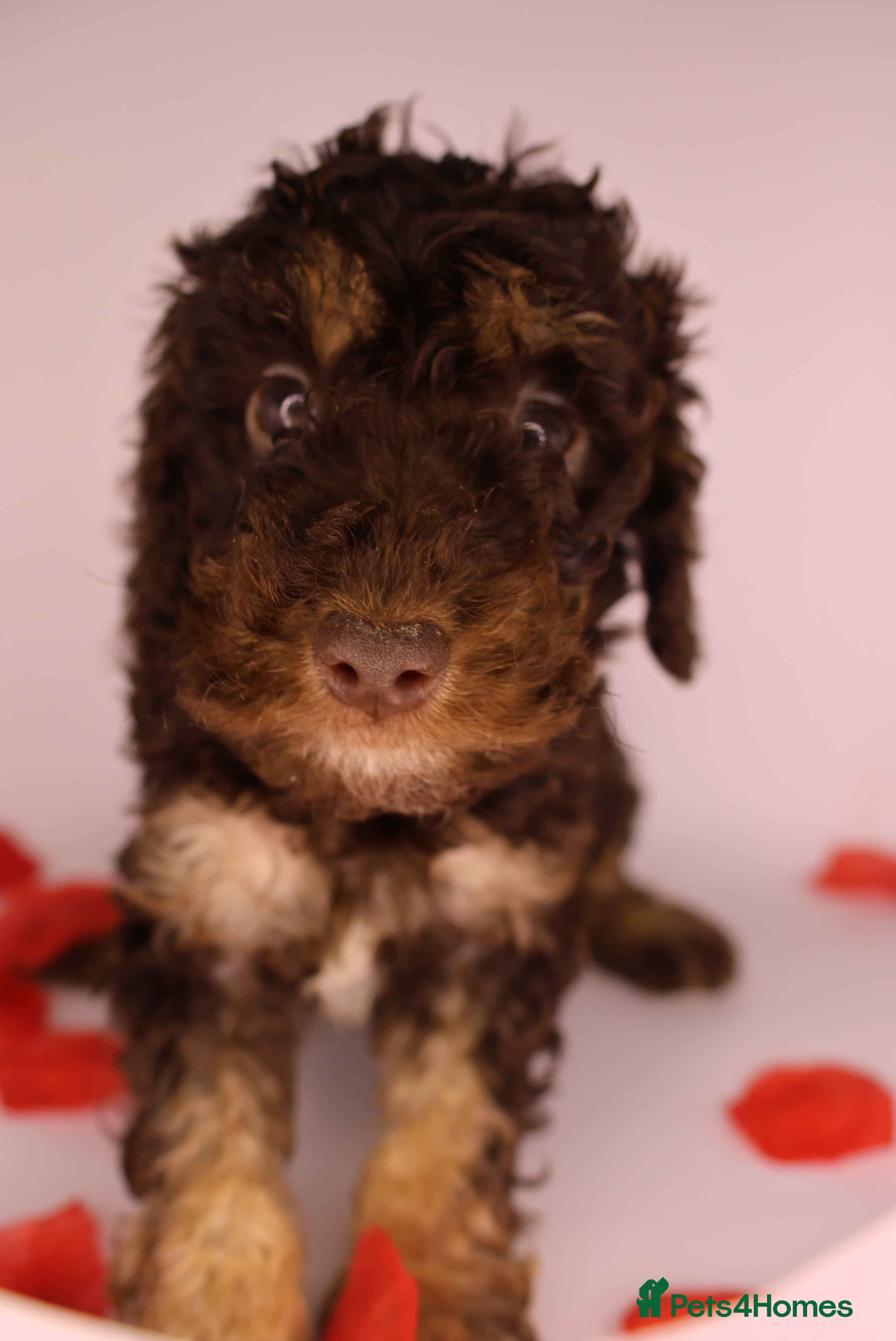 Cockapoo dogs  Miniature Cockapoo ready to leave 👀❤️ - Advert 6