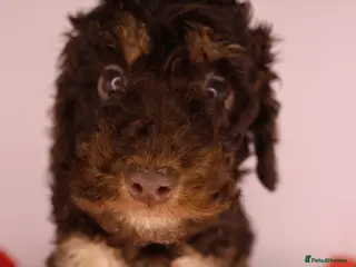Cockapoo dogs Miniature Cockapoo ready to leave 👀❤️ - Advert 4