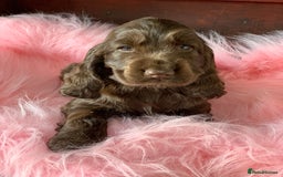 Cocker Spaniel dogs for sale: 5* LICENSED KC SHOW H/TESTED PUPPIES  - Image 31