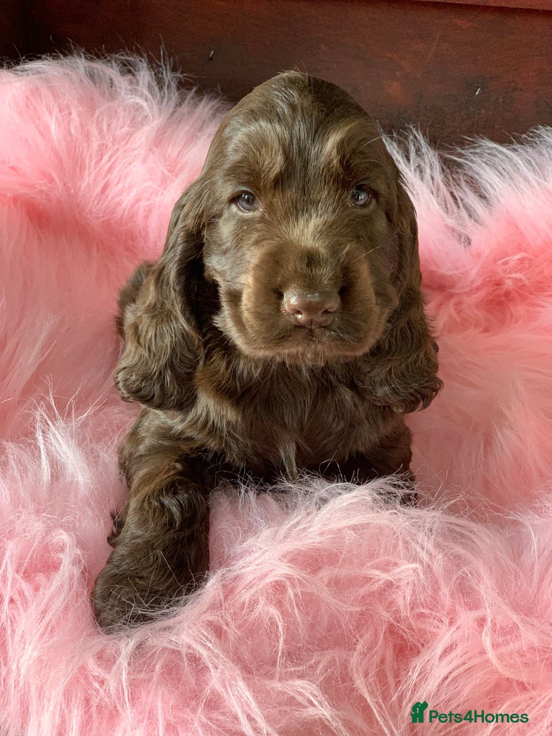 Cocker Spaniel dogs for sale: 5* LICENSED KC SHOW H/TESTED PUPPIES  - Image 31