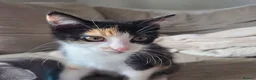 Mixed Breed cats for sale: Kittens for sale in Northwich - Advert 9