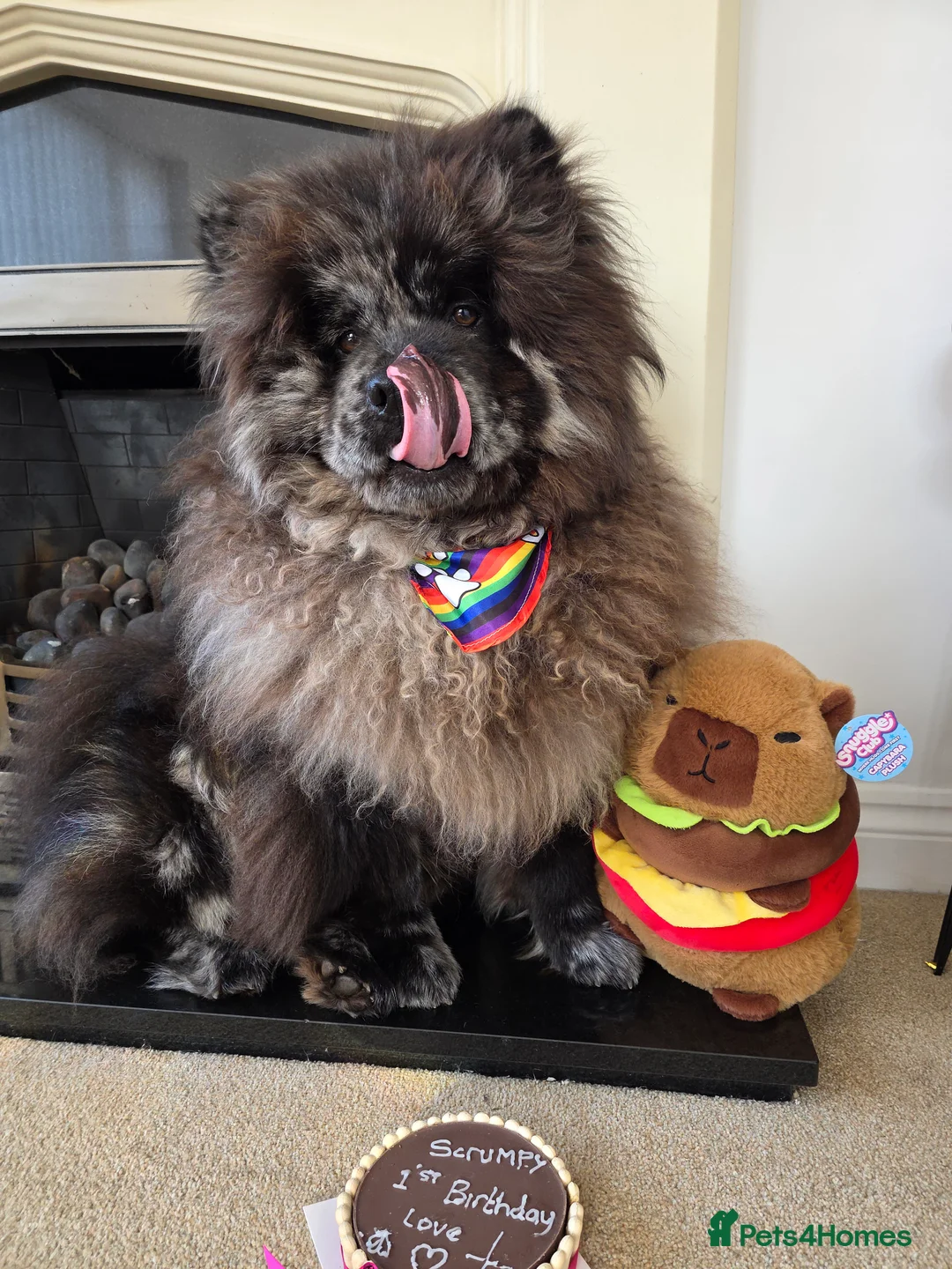 Chow Chow dogs for stud: Merle chow chow for Stud  - Advert 5