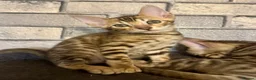 Bengal cats for sale: Beautiful Bengal kittens for loving homes. - Advert 8