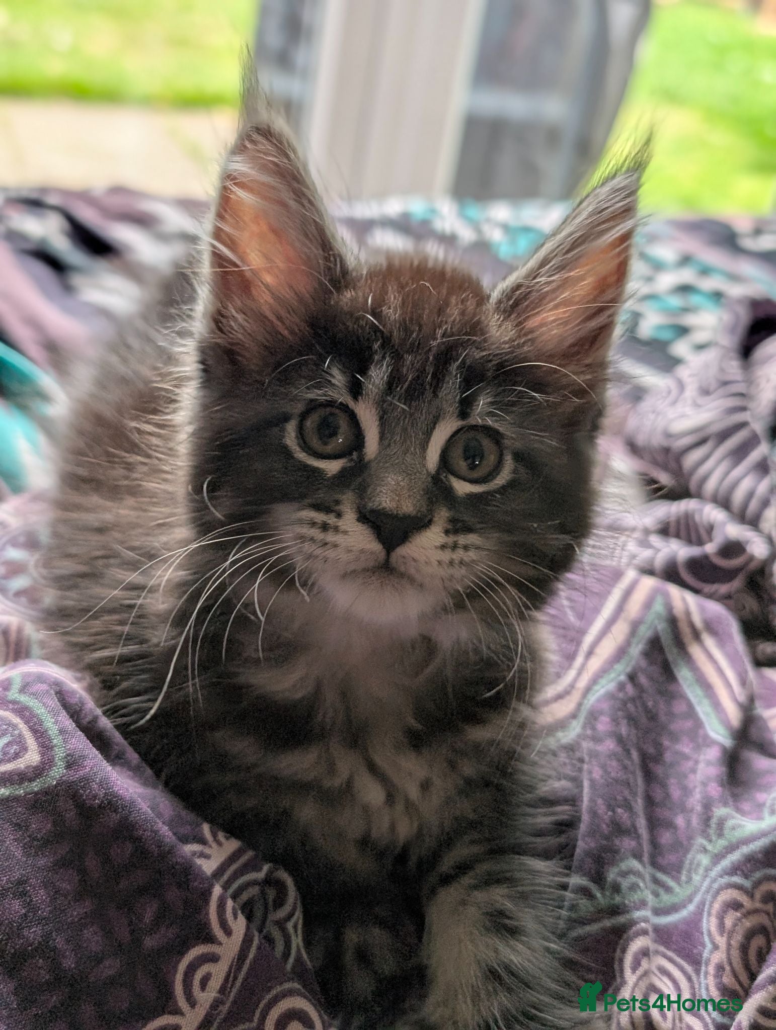 Maine Coon cats Adorable balls of fur 😻 - Advert 2