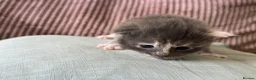 Ragcoon cats for sale: Beautiful Ragcoon kittens - Advert 5