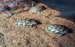 Hermann Tortoise reptiles for sale: Hermanns tortoises - Image 2