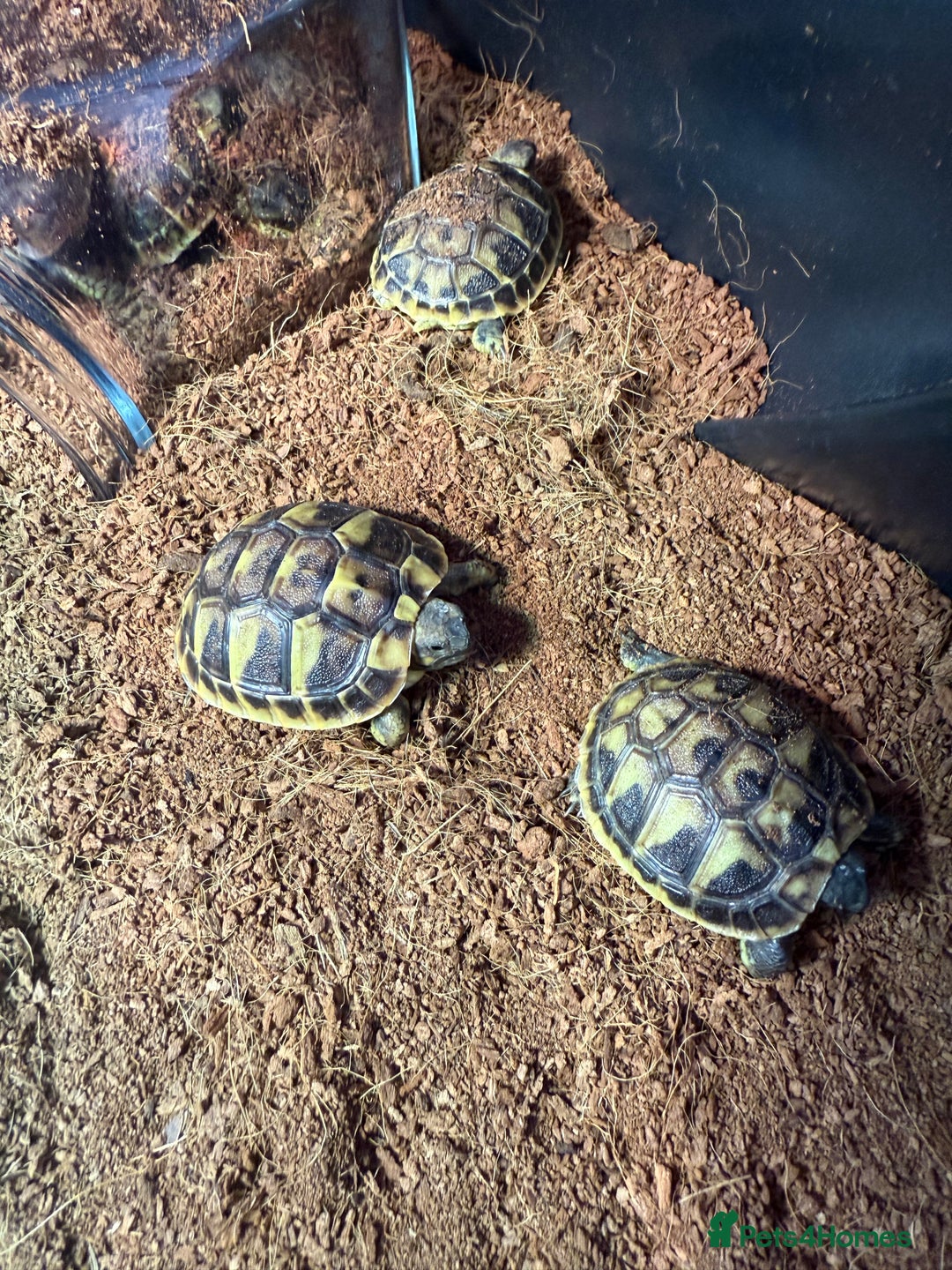 Hermann Tortoise reptiles for sale: Hermanns tortoises - Image 2