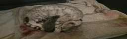 Bengal cats for sale: Beautiful Snow Bengal X Scottish Fold Kittens - Advert 21