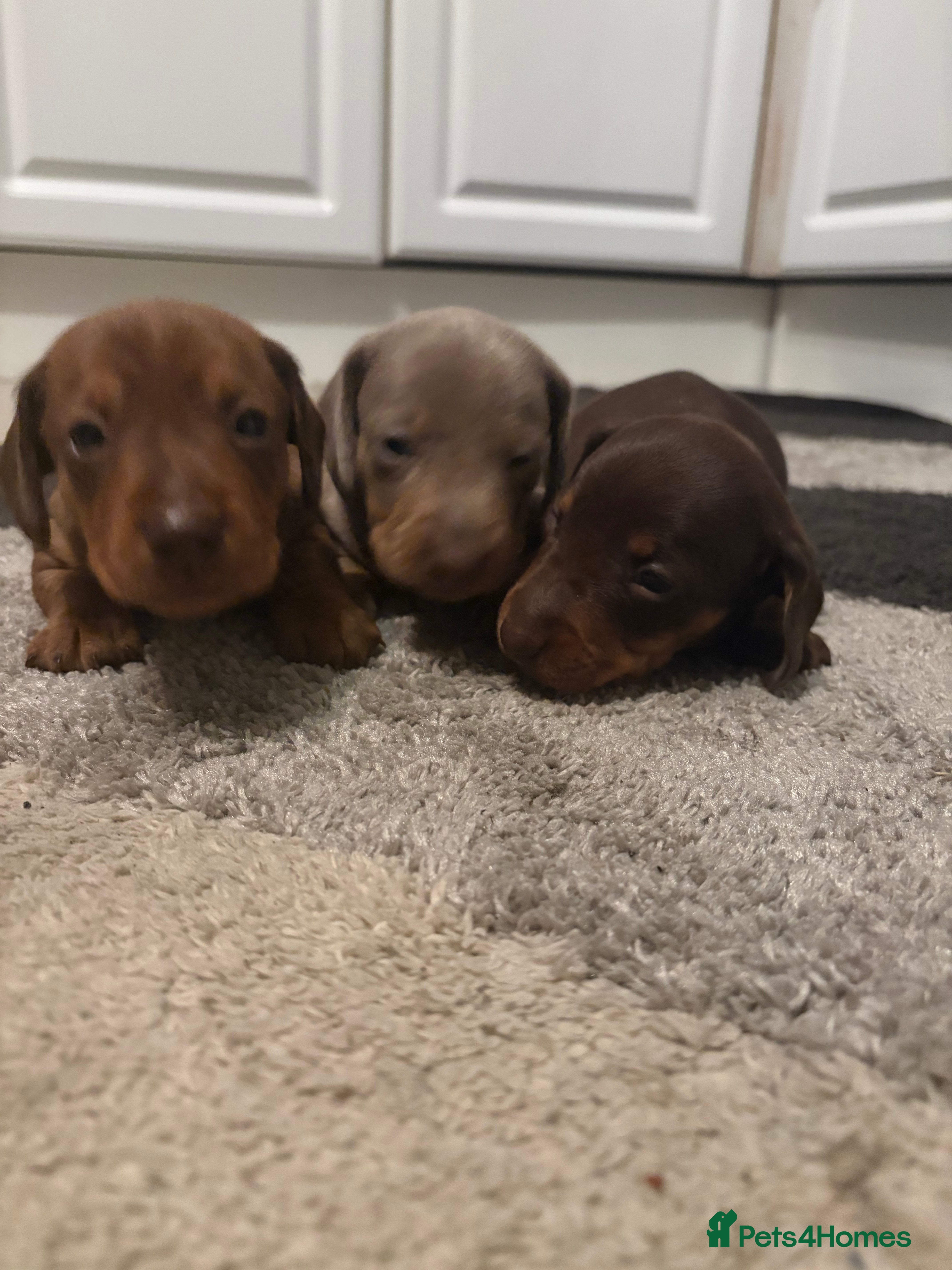 Dachshund dogs Dachshund  - Advert 3