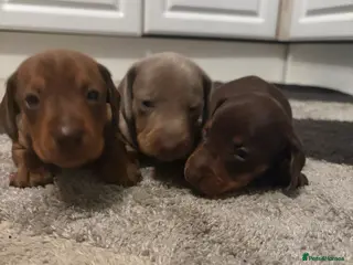 Dachshund dogs Dachshund - Advert 3