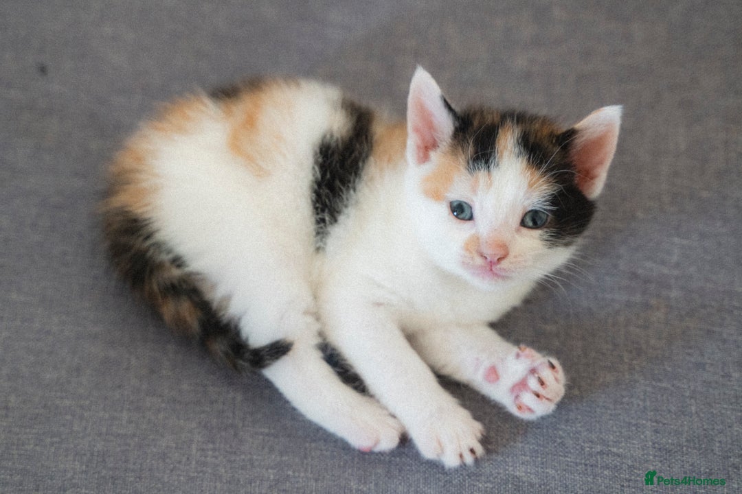Mixed Breed cats for sale: 4 LOVEY CATS in ESSEX - 2 MALE & 2 FEMALE  - Image 5