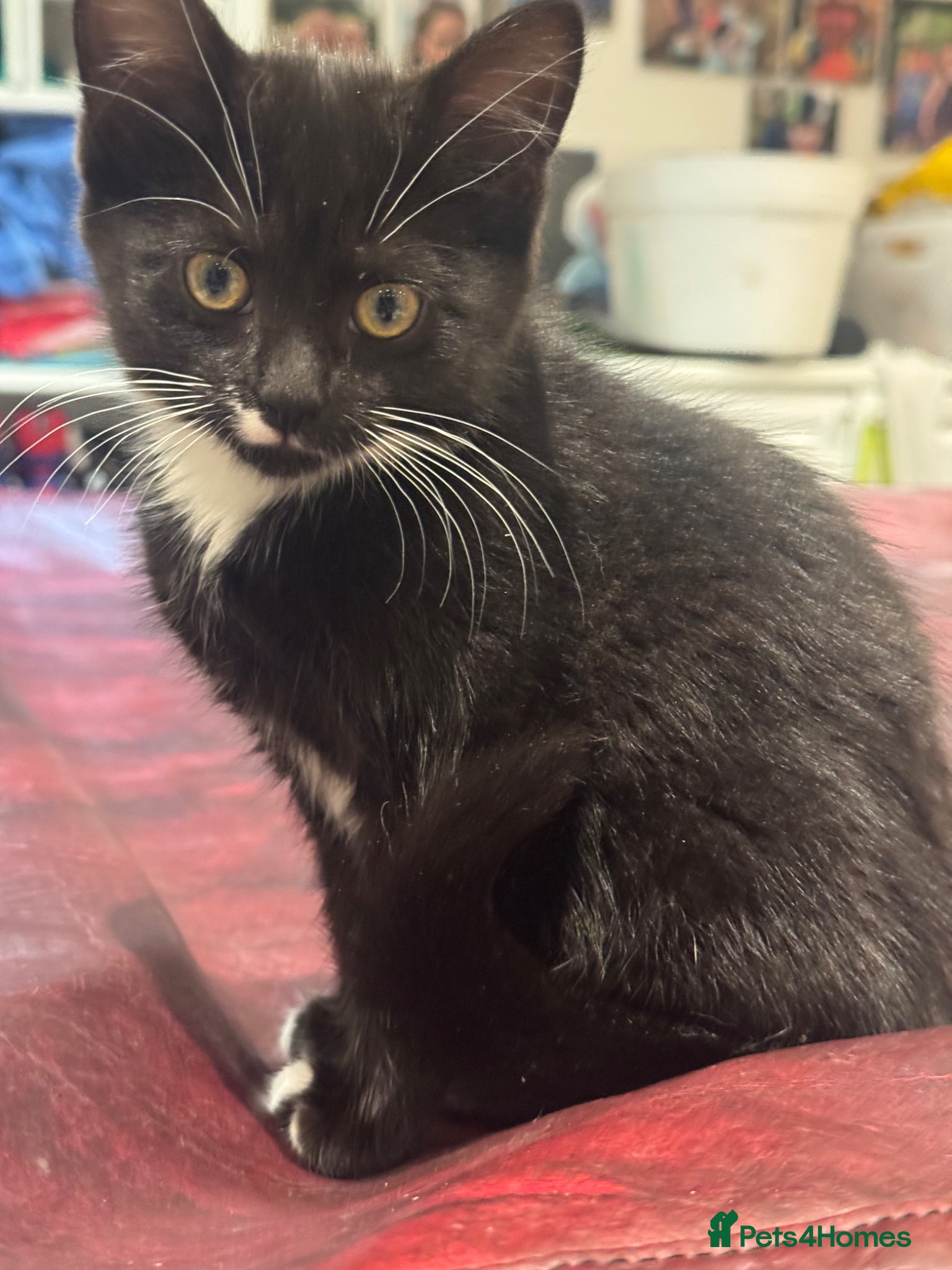 Mixed Breed cats for sale: Lovely girl kitten. Last of litter in Glasgow - Advert 2