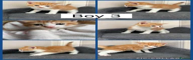 Mixed Breed Kitten 3