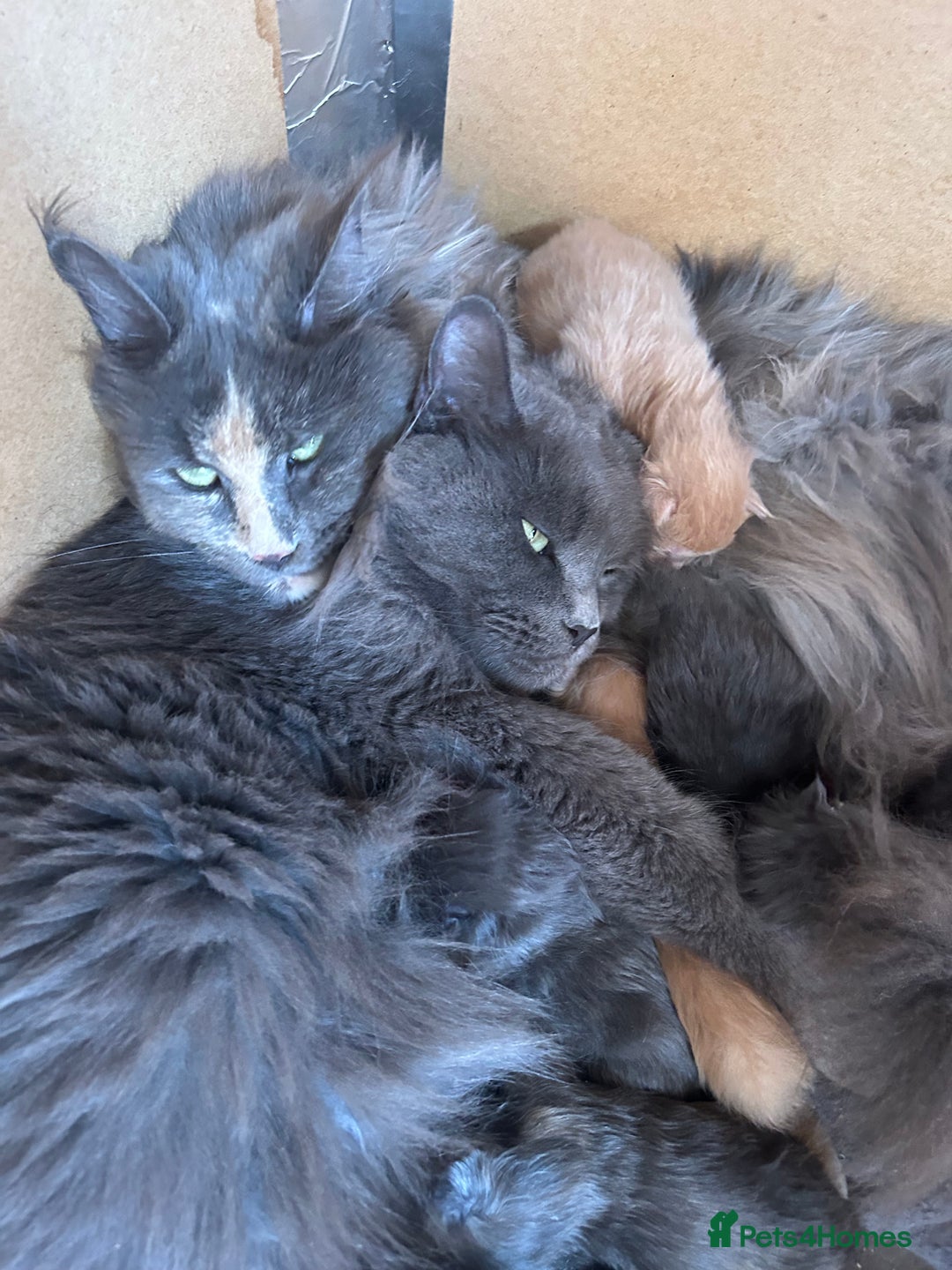 Maine Coon cats for sale: Active TICA GCCF Maine Coon Queen - Advert 6