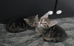 Mixed Breed cats for sale: Kittens  - Image 5