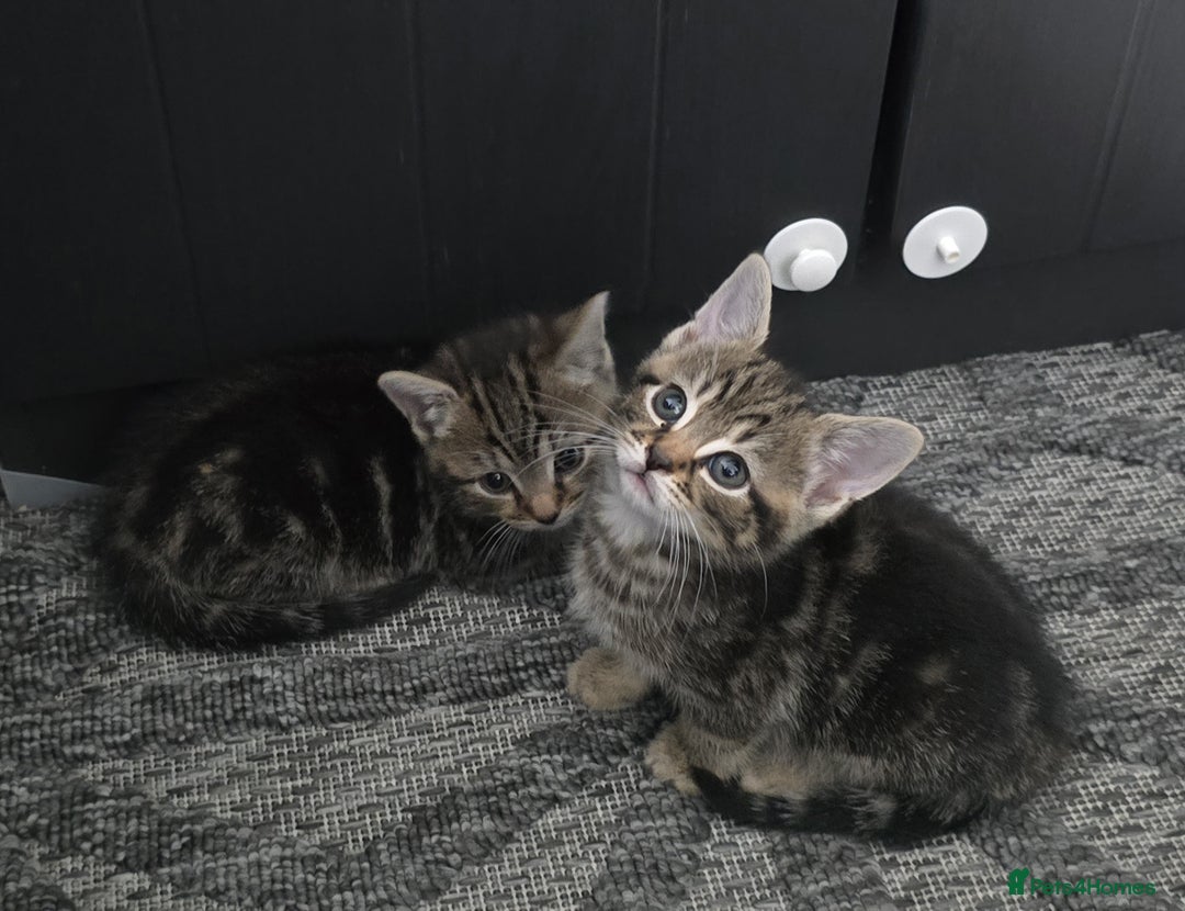 Mixed Breed cats for sale: Kittens  - Image 5