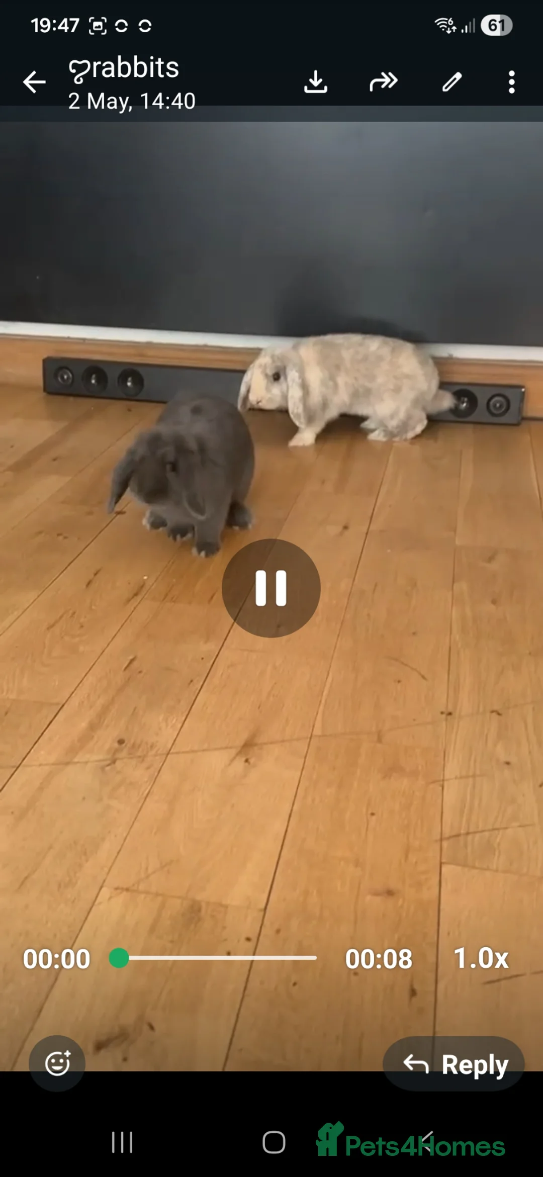 Mini Lop rabbits for sale: 2 male mi ilops - Advert 2